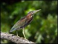 _2SB4106 green heron